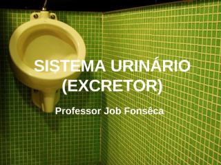 SISTEMA urinário.ppt